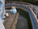Веб-камеры Новосибирска - Зоопарк Белые медведи